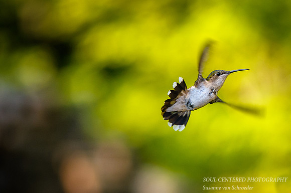 Hummingbird 7