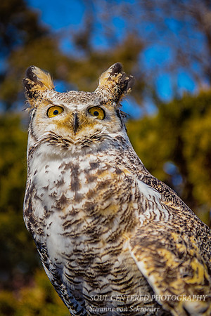 Bird, Owl