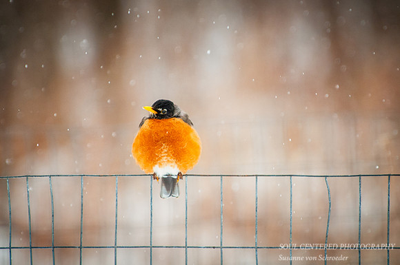 Robin on fence