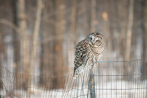 Barred Owl, frost in face 1