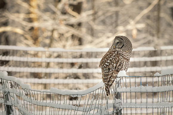 Barred Owl on snowy fence 3