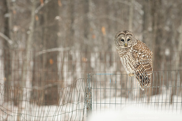 Barred Owl on fence 4