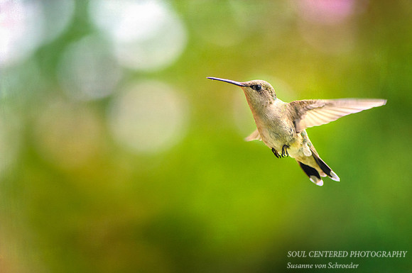 Hummingbird 2