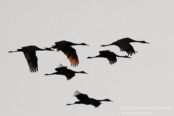 Cranes flight 2
