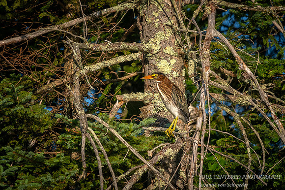 Green-backed Heron, immature
