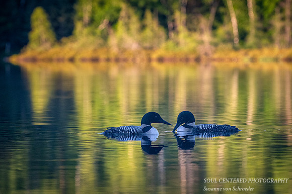 Loon pair 4
