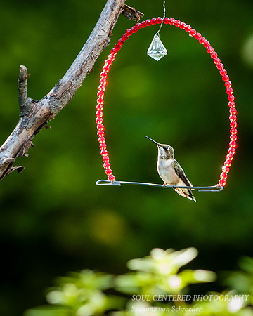 Hummingbird, swing1 8x10