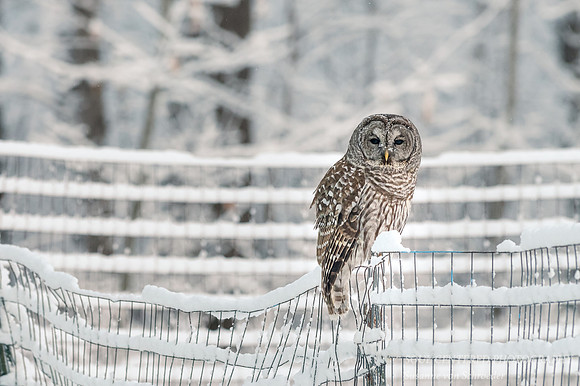 Barred Owl on snowy fence 2