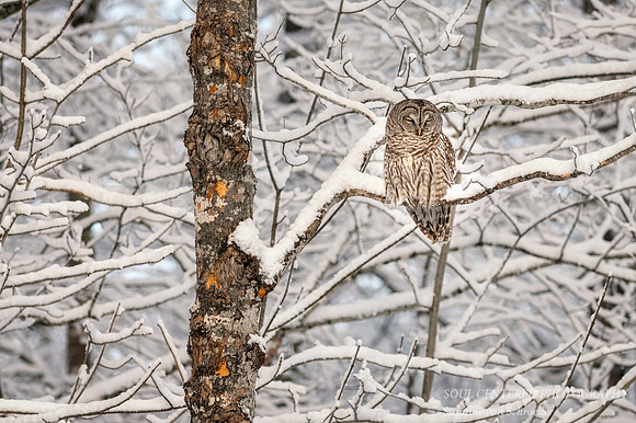 Barred Owl on snowy tree