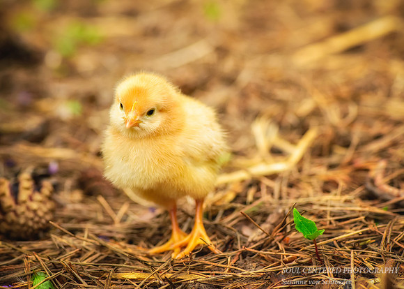 Chicks 1 5x7