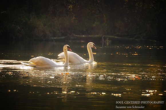A pair of swans