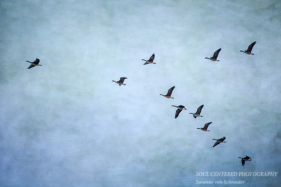 Geese in flight
