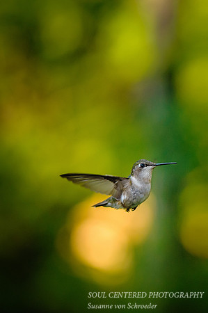 Hummingbird 11