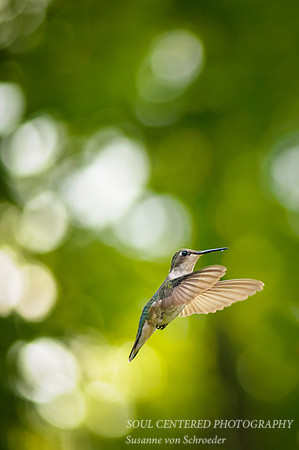 Hummingbird 5