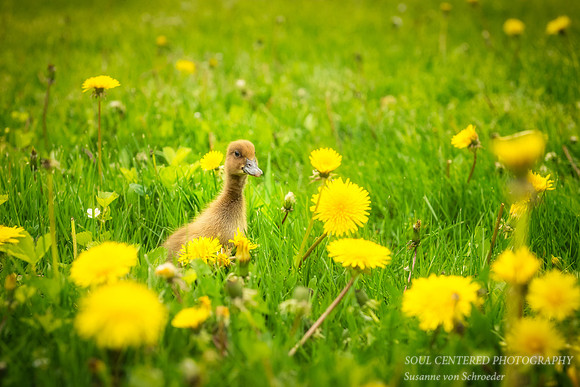 Duckling in dandelions