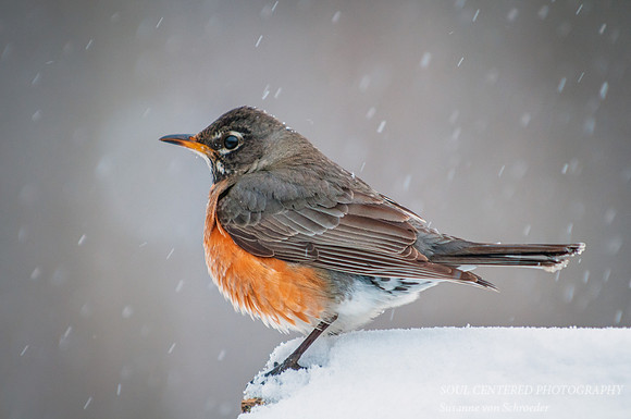 Robin