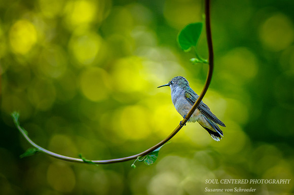 Hummingbird swing