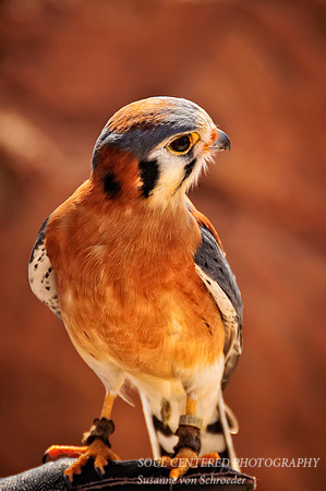 American Kestrel