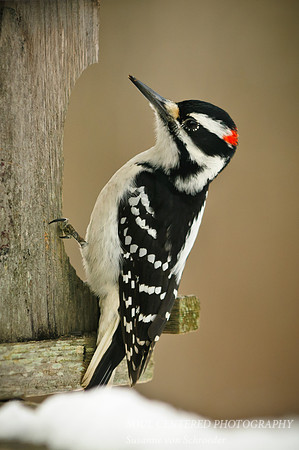 Downy Woodpecker