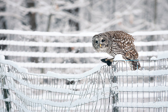 Barred Owl with mole 2