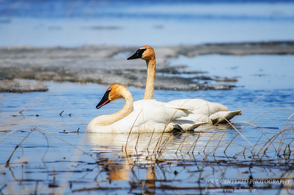 Trumpeter Swans 3