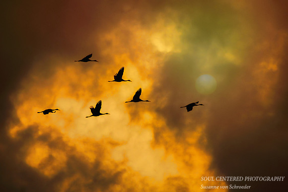 Cranes flight 3a