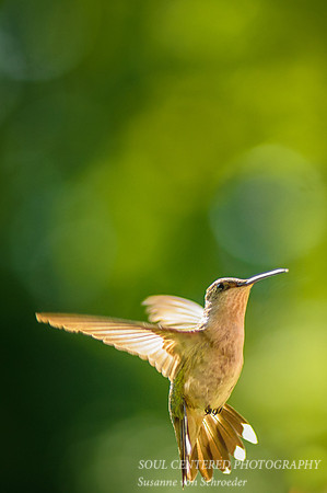 Hummingbird 6