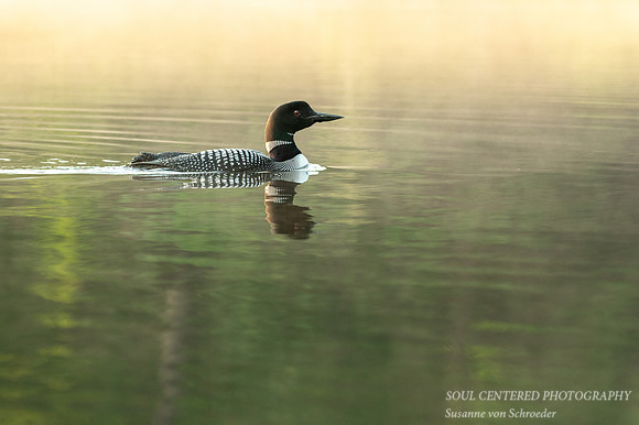 A Loon in morning fog