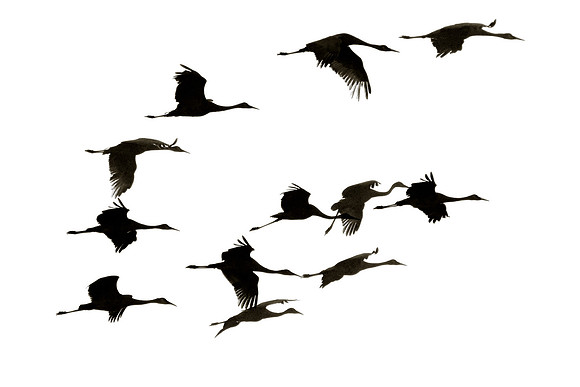 Cranes flight silhouette