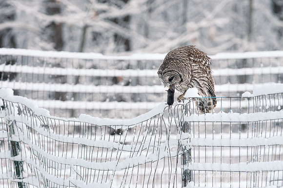 Barred Owl with mole 3