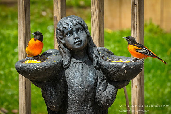Bird, Orioles