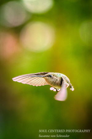 Hummingbird 3