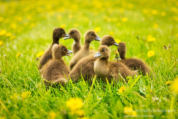 Seven Ducklings