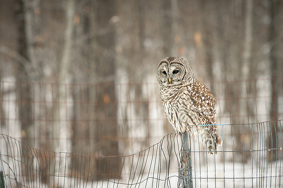 Barred Owl on fence 1
