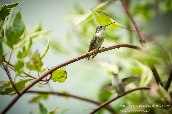 Hummer, Dogwood 2