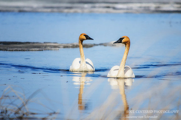 Trumpeter Swans 2