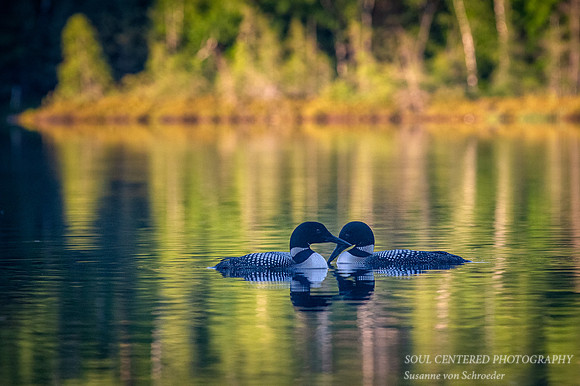 Loon pair, sweethearts