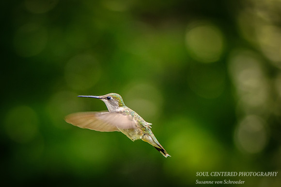 Hummingbird 8