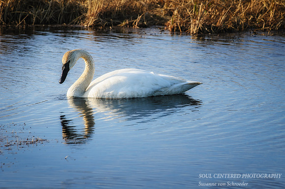 Trumpeter Swan 2