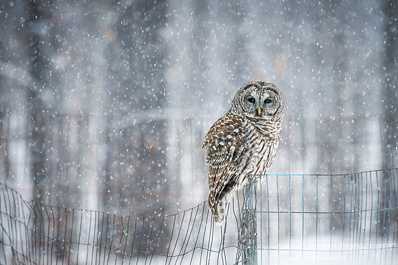 Barred Owl in snow fall 1