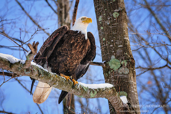 Eagle 2 spring