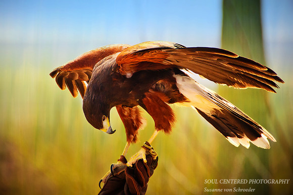 Harris Hawk