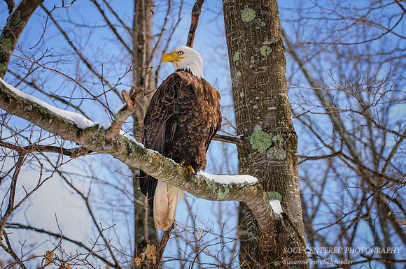 Eagle 1 spring
