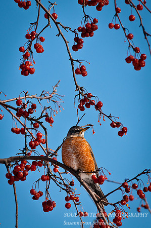 Robin in Crabapple tree