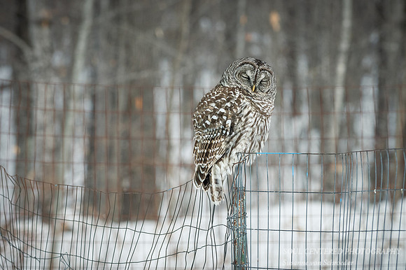 Barred Owl, closed eyes 1