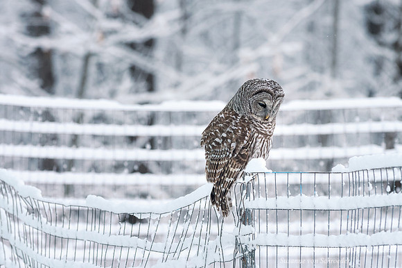 Barred Owl on snowy fence 1