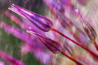 Allium buds