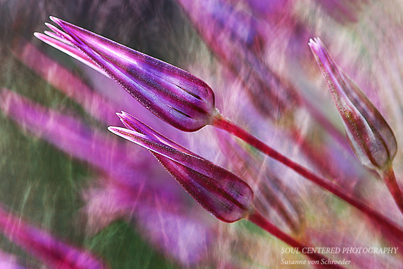 Allium buds