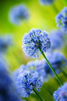 Allium, blue