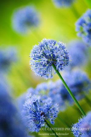 Allium, blue